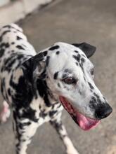 DAMA, Hund, Dalmatiner in Spanien - Bild 4