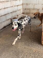 DAMA, Hund, Dalmatiner in Spanien - Bild 5