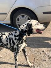 DAMA, Hund, Dalmatiner in Spanien - Bild 6