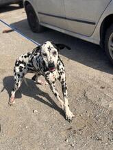 DAMA, Hund, Dalmatiner in Spanien - Bild 7