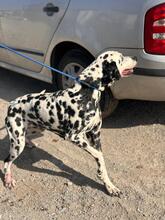 DAMA, Hund, Dalmatiner in Spanien - Bild 8