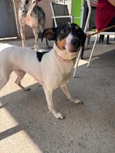 KYRA, Hund, Bodeguero -mischling in Spanien - Bild 1