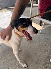 KYRA, Hund, Bodeguero -mischling in Spanien - Bild 2