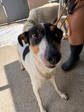KYRA, Hund, Bodeguero -mischling in Spanien - Bild 3