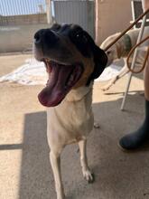 KYRA, Hund, Bodeguero -mischling in Spanien - Bild 4