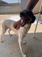 KYRA, Hund, Bodeguero -mischling in Spanien - Bild 5