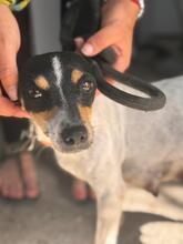 PENNY, Hund, Bodeguero-mischling in Spanien - Bild 1