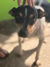 PENNY, Hund, Bodeguero-mischling in Spanien - Bild 2