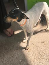 PENNY, Hund, Bodeguero-mischling in Spanien - Bild 3