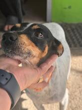 PENNY, Hund, Bodeguero-mischling in Spanien - Bild 4