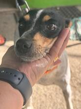 PENNY, Hund, Bodeguero-mischling in Spanien - Bild 6