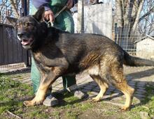 MACI15, Hund, Schäferhund (Mischling?) in Ungarn - Bild 1