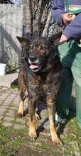 MACI15, Hund, Schäferhund (Mischling?) in Ungarn - Bild 2