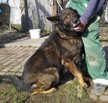 MACI15, Hund, Schäferhund (Mischling?) in Ungarn - Bild 3