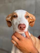 NELY, Hund, Podenca in Spanien - Bild 1