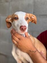 NELY, Hund, Podenca in Spanien - Bild 2