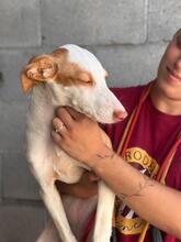 NELY, Hund, Podenca in Spanien - Bild 3