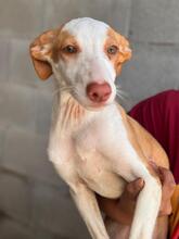 NELY, Hund, Podenca in Spanien - Bild 4