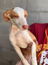 NELY, Hund, Podenca in Spanien - Bild 6