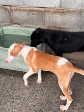 NELY, Hund, Podenca in Spanien - Bild 8