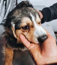 PAULI, Hund, Mischlingshund in Rumänien - Bild 1