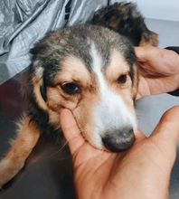 PAULI, Hund, Mischlingshund in Rumänien - Bild 2