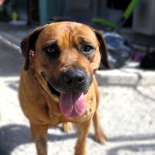 BUBBA, Hund, Mischling in Spanien - Bild 1