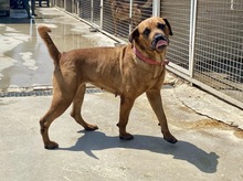 BUBBA, Hund, Mischling in Spanien - Bild 2