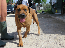 BUBBA, Hund, Mischling in Spanien - Bild 3