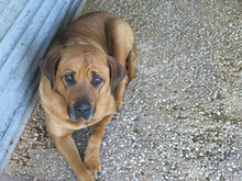 BUBBA, Hund, Mischling in Spanien - Bild 4
