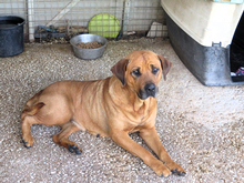 BUBBA, Hund, Mischling in Spanien - Bild 5
