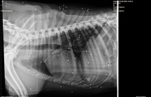 BUBBA, Hund, Mischling in Spanien - Bild 7