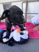 MOGLI, Hund, Mischlingshund in Rumänien - Bild 2