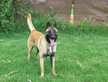 QUIJOTE, Hund, Malinois in Spanien - Bild 1
