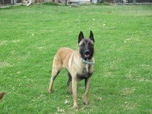 QUIJOTE, Hund, Malinois in Spanien - Bild 2
