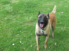 QUIJOTE, Hund, Malinois in Spanien - Bild 3
