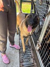 QUIJOTE, Hund, Malinois in Spanien - Bild 4