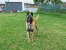 QUIJOTE, Hund, Malinois in Spanien - Bild 5
