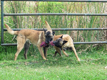 QUIJOTE, Hund, Malinois in Spanien - Bild 6