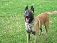 QUIJOTE, Hund, Malinois in Spanien - Bild 7