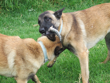 QUIJOTE, Hund, Malinois in Spanien - Bild 8