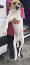 MANDO, Hund, Mischlingshund in Rumänien - Bild 1