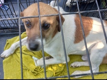 MANDO, Hund, Mischlingshund in Rumänien - Bild 2