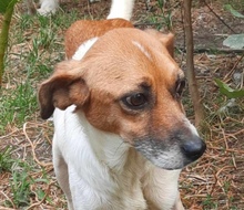 MANDO, Hund, Mischlingshund in Rumänien - Bild 3