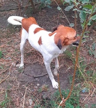 MANDO, Hund, Mischlingshund in Rumänien - Bild 4