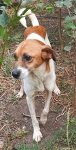 MANDO, Hund, Mischlingshund in Rumänien - Bild 5