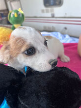 FLYNN, Hund, Mischlingshund in Rumänien - Bild 4