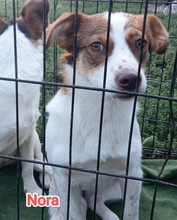NORA, Hund, Mischlingshund in Rumänien - Bild 1