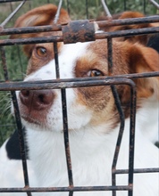 NORA, Hund, Mischlingshund in Rumänien - Bild 2
