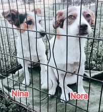 NORA, Hund, Mischlingshund in Rumänien - Bild 3